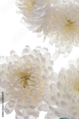 Beautiful blooming chrysanthemums
