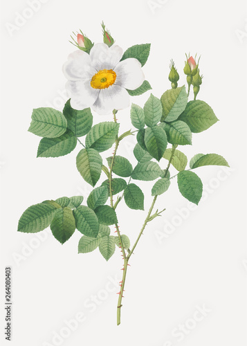 Blooming white roses