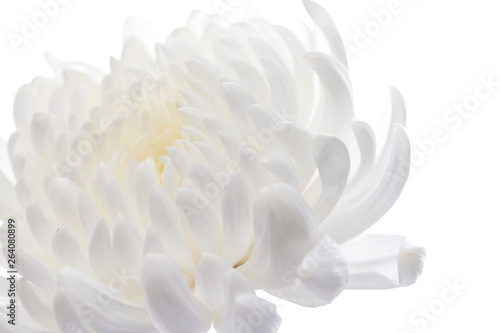 Beautiful blooming chrysanthemums © dong