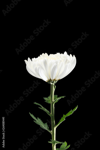 autumn,autumn chrysanthemum,background,beautiful,bloom,blooming,blossom,botany,chrysanthemum,closeup,color,flora,floral,flower,fragrance,fresh,garden,macro,nature,nobody,petal,season,spring,still life