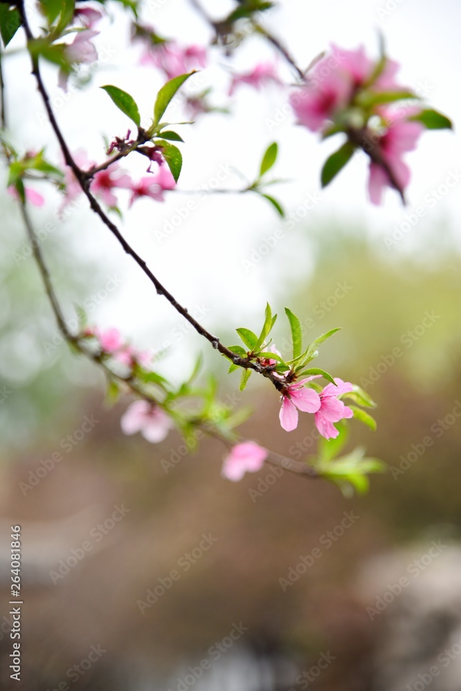 Obraz premium blooming apple tree in spring