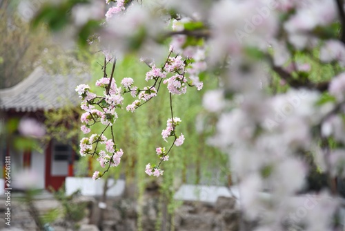 flowers in the garden