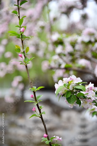 pink flowers in garden