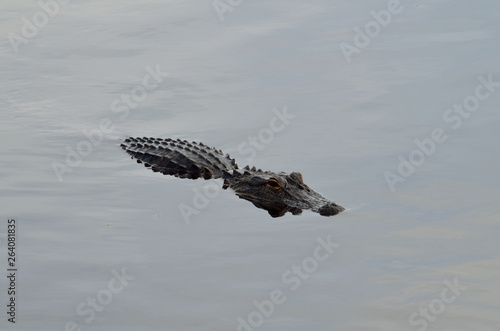 alligator profile facing to the right