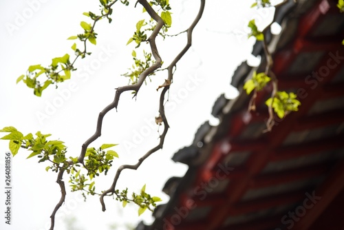maple leaves in autumn