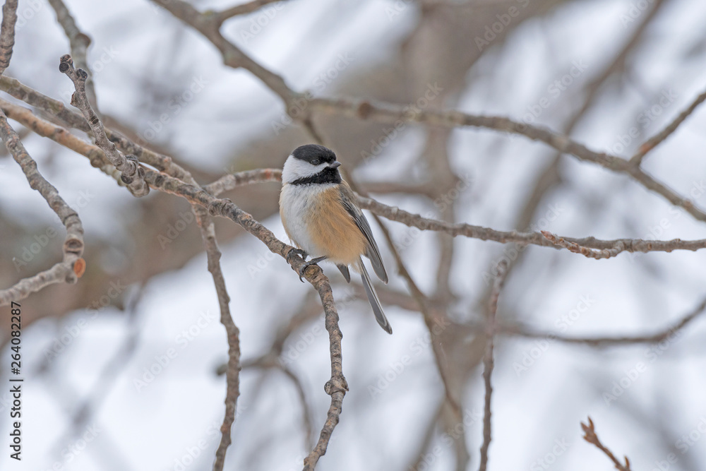Black Capped Chickadee in the Winter Forest Black Capped Chickadee in the Winter Forest