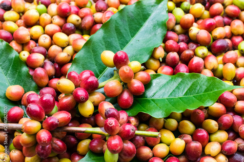 Red coffee beans