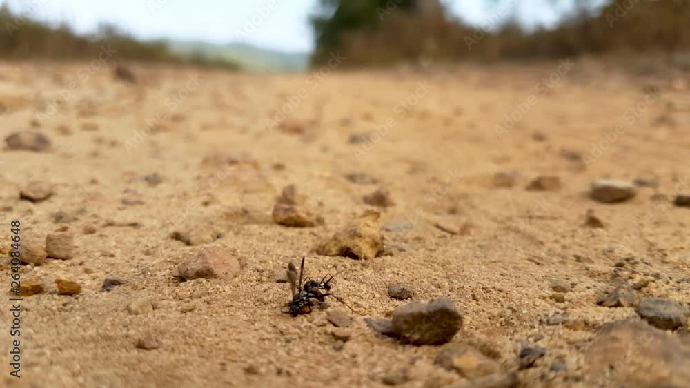 ant tries to carry food, close-up macro footage of his hardwork ant tries to carry food, close-up macro footage of his hardwork