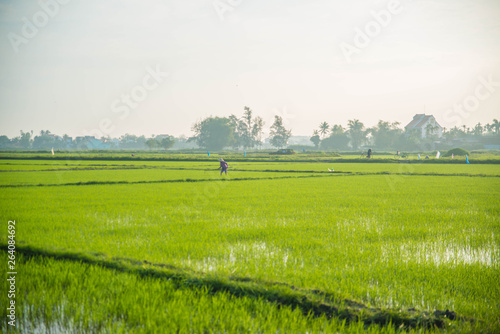 Hoi An rice field and animals and nature.