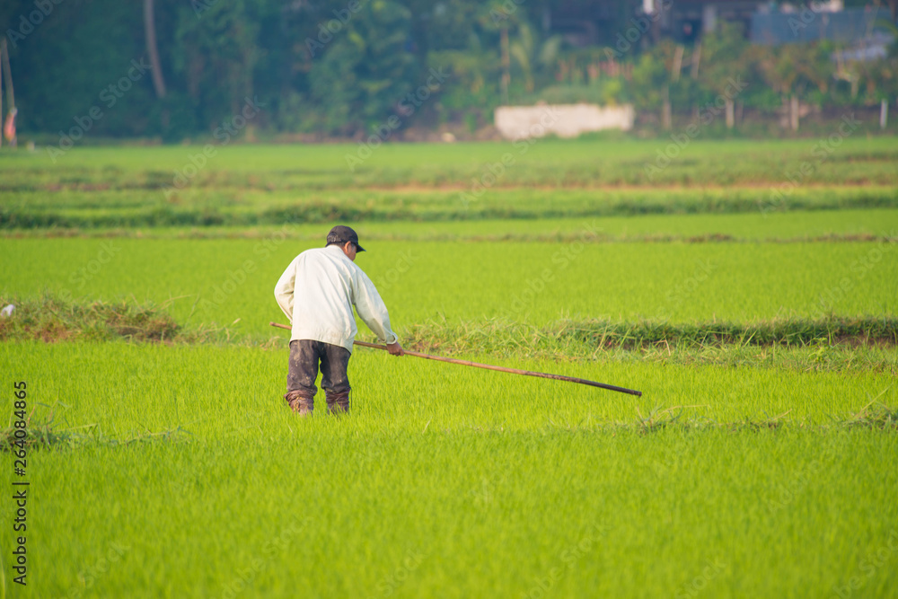 Hoi An rice field and animals and nature. Hoi An rice field and animals and nature.