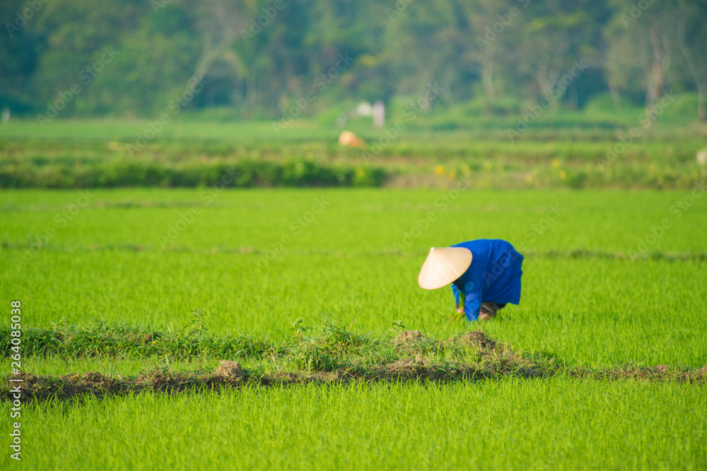 Hoi An rice field and animals and nature. Hoi An rice field and animals and nature.