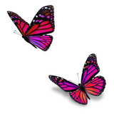 pink monarch butterfly