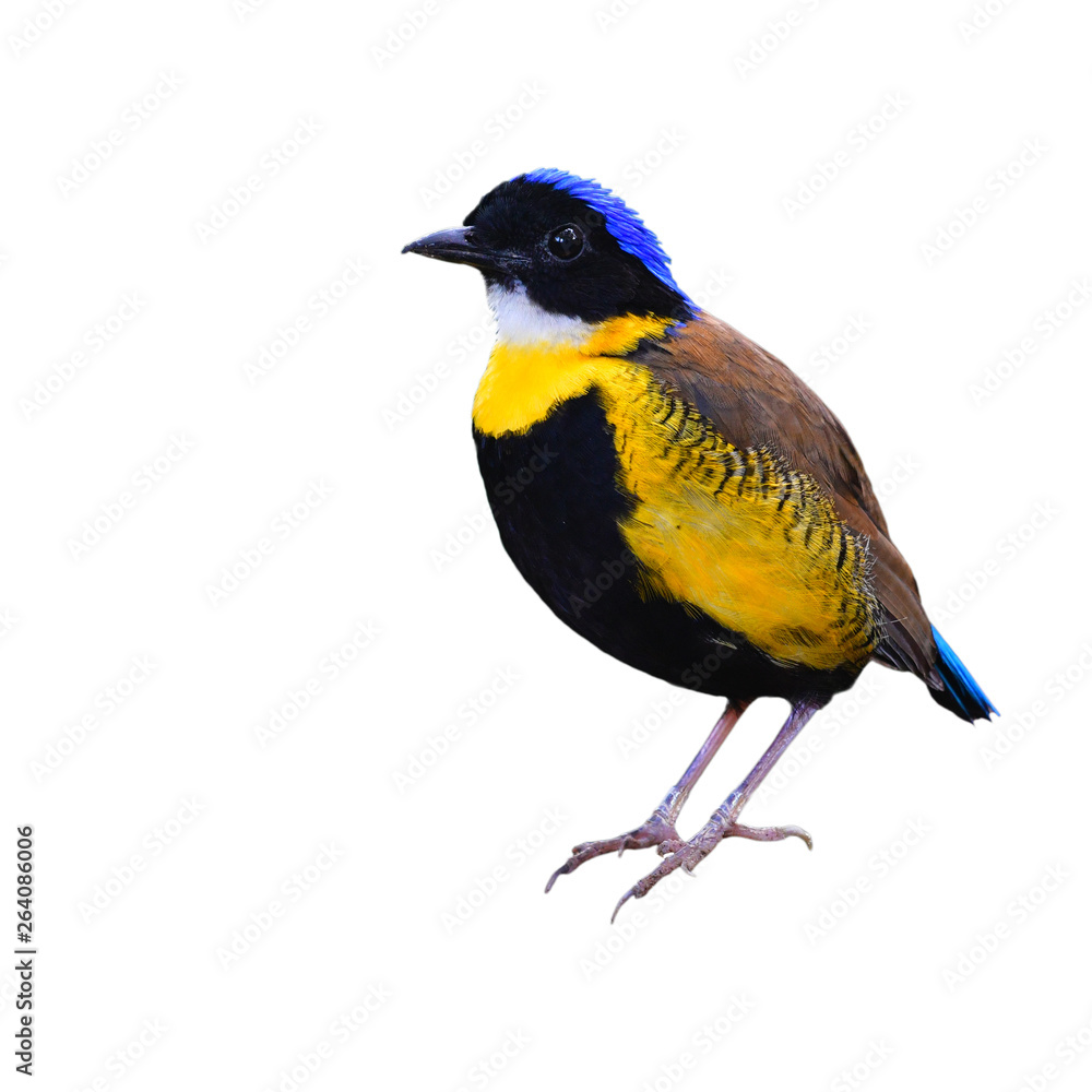 Obraz premium Gurney's Pitta Bird