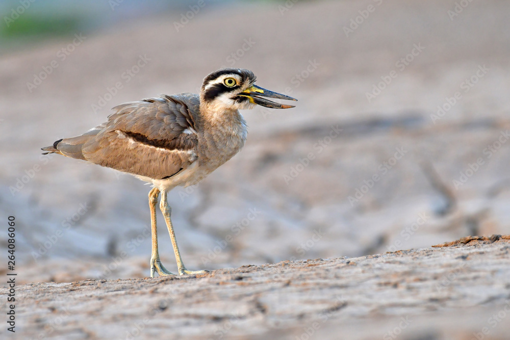 Obraz premium Great Thick-knee Bird