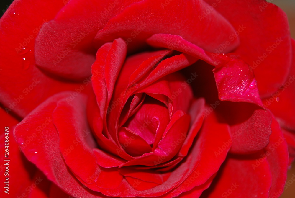 Floral Red Rose, Flower Floral Red Rose, Flower