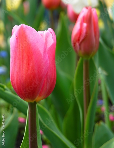 Beautiful Tulip flowers on colorful flowering background.