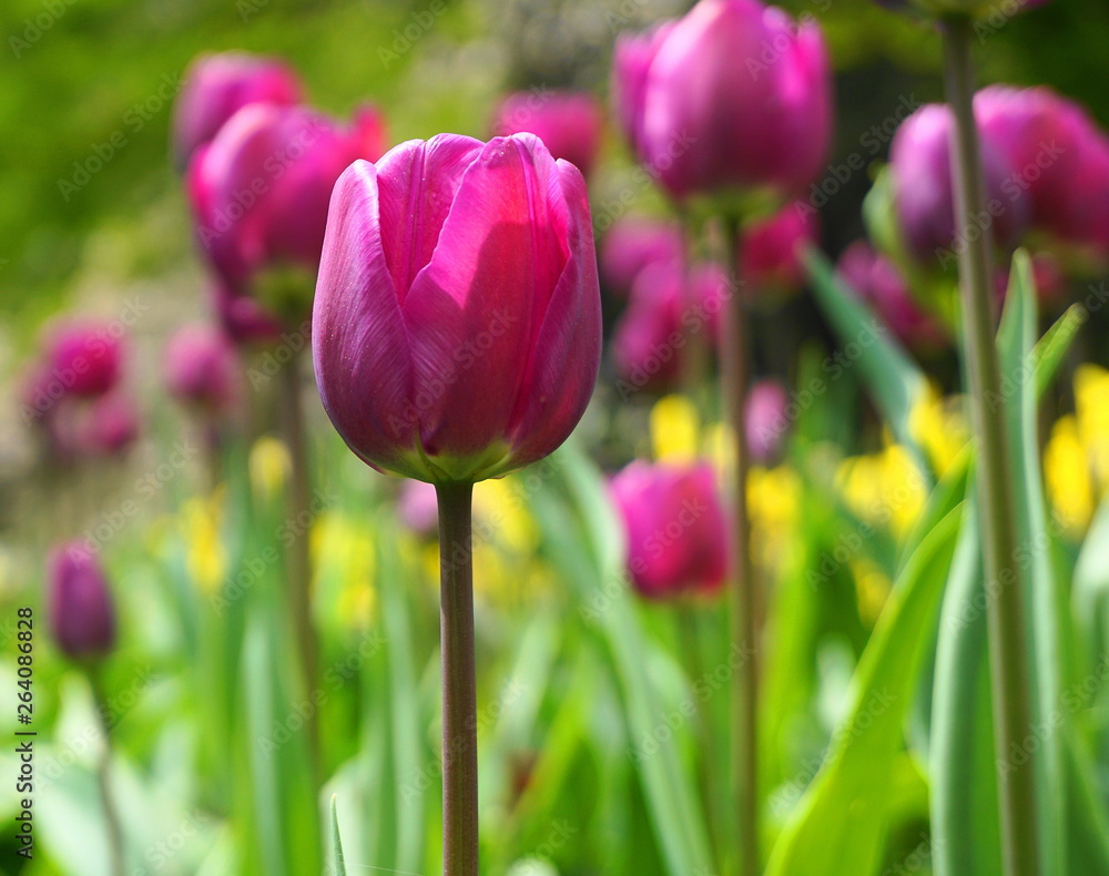 Fototapeta premium Beautiful Tulip flowers on colorful flowering background.