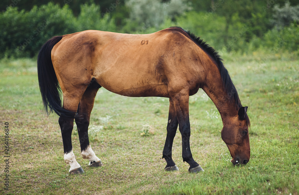 A beautiful brown horse is standing in the field and eating green grass. Pasture and farm. Wild horse for a walk. A beautiful brown horse is standing in the field and eating green grass. Pasture and farm. Wild horse for a walk.