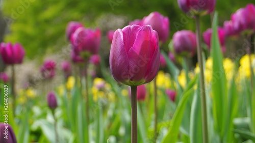 Beautiful Tulip flowers on colorful flowering background.
