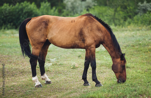 A beautiful brown horse is standing in the field and eating green grass. Pasture and farm. Wild horse for a walk.