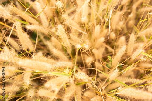 Dry Grass flowers at summer.