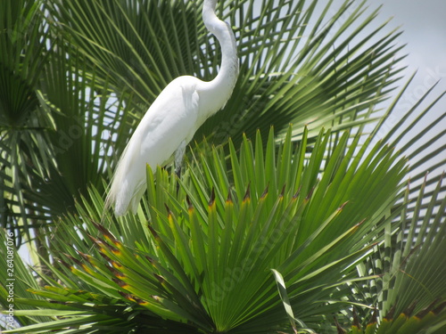 bird of paradise