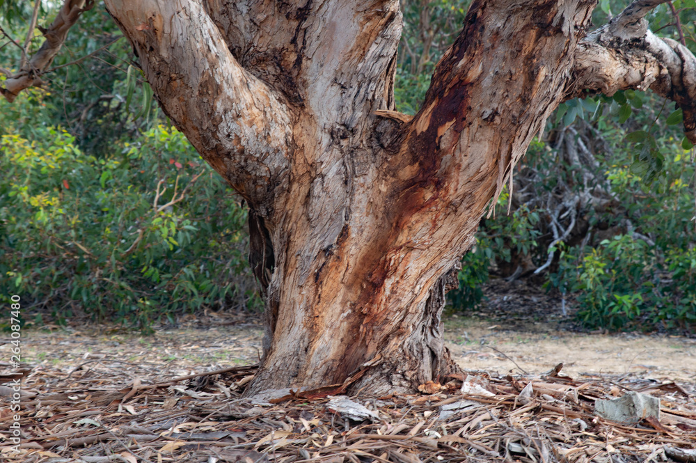 Tree trunk, Karatta, Kangaroo Island, South Australia Tree trunk, Karatta, Kangaroo Island, South Australia