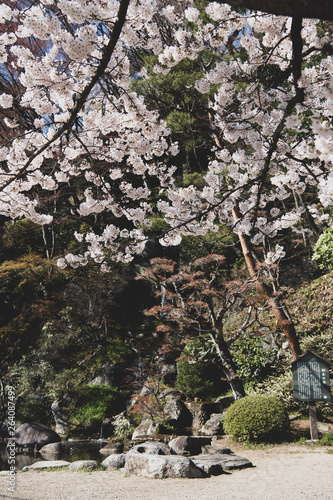 Wallpaper Mural 桜 Torontodigital.ca