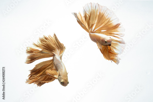 Yellow gold color of Siamese fighting fish Betta movement on white background