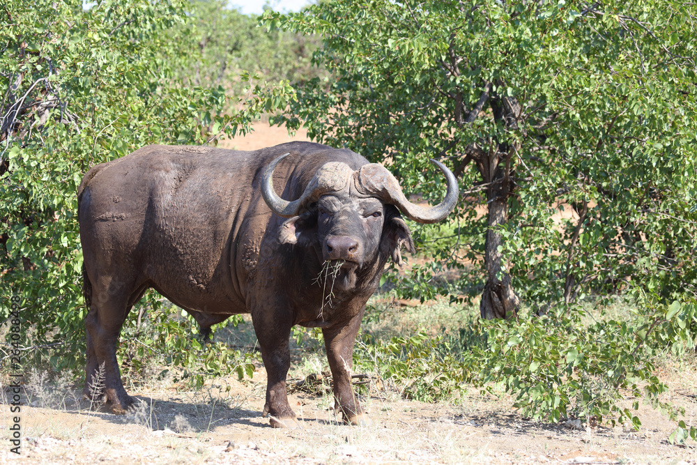 Obraz premium Kaffernbüffel / Buffalo / Syncerus caffer