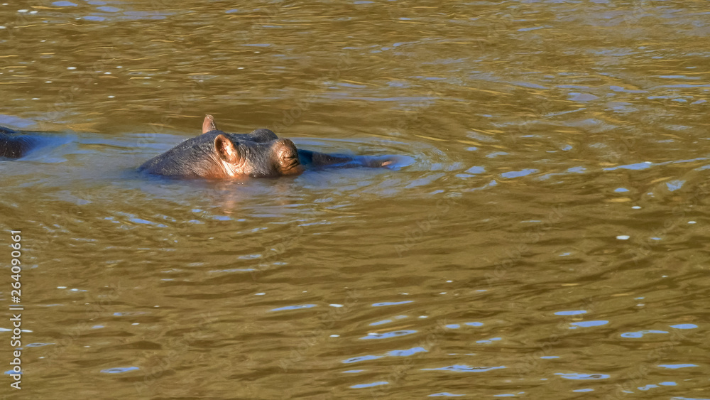 Fototapeta premium close up of a hippo in the mara river in masai mara kenya