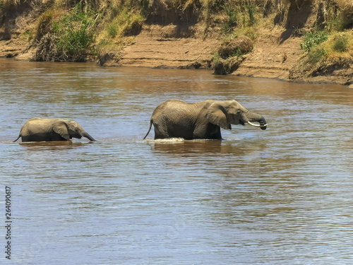 mother elephant and calf crossing the mara river