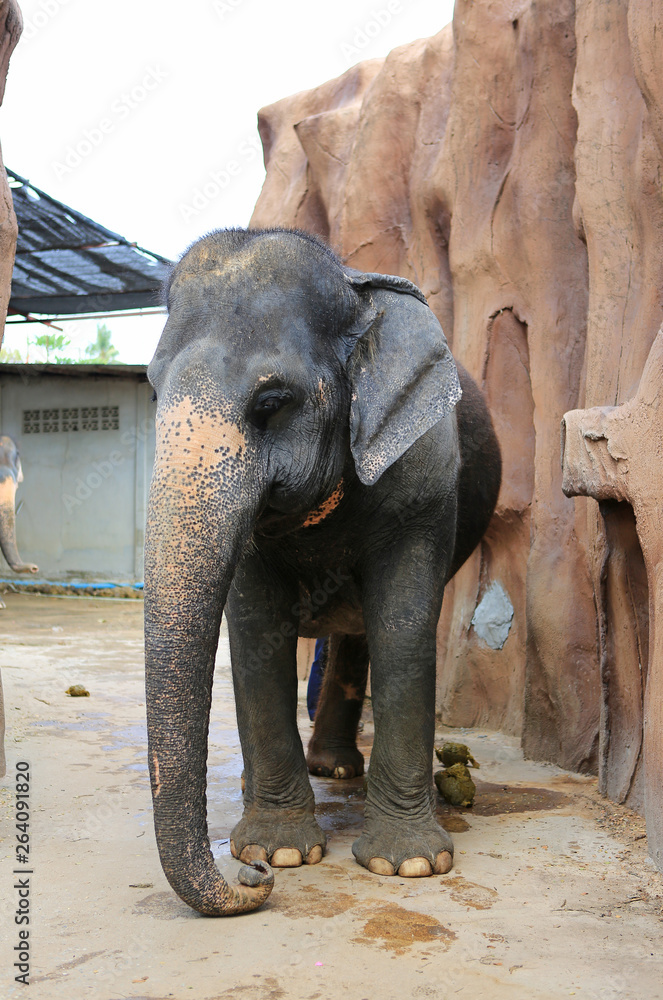 An Elephant in the zoo, thailand.