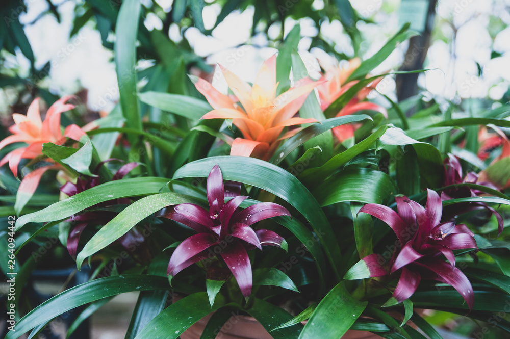 Background of colorful tropical leaves and flowers, exotic pattern Background of colorful tropical leaves and flowers, exotic pattern