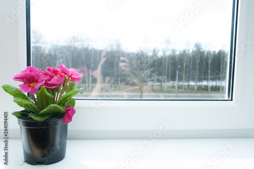 Flower in a pot on the windowsill, pink primula, space for text