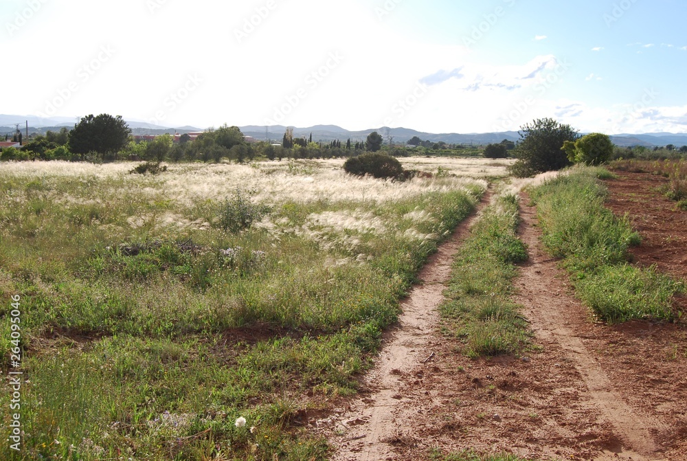 Feather Grass Landscape