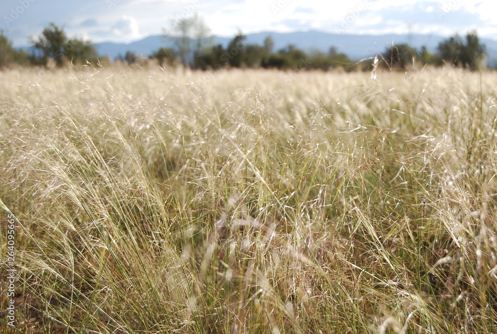 Fototapeta premium Feather Grass Landscape