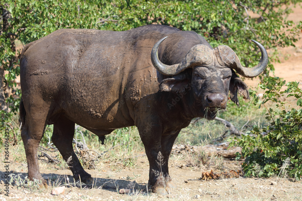 Kaffernbüffel / Buffalo / Syncerus caffer Kaffernbüffel / Buffalo / Syncerus caffer