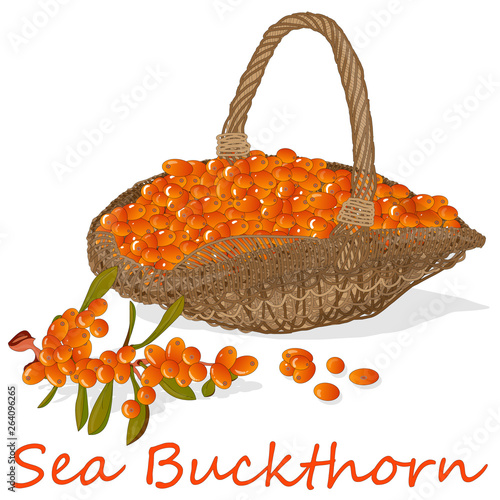 Branch of sea buckthorn berries with leaves in the basket. Vector illustration set on white background.