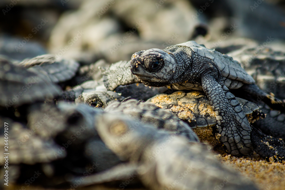 Baby hatchling sea turtles struggle for survival as they scamper to the ocean in Cabo Pulmo National Park near Cabo San Lucas, Mexico Baby hatchling sea turtles struggle for survival as they scamper to the ocean in Cabo Pulmo National Park near Cabo San Lucas, Mexico
