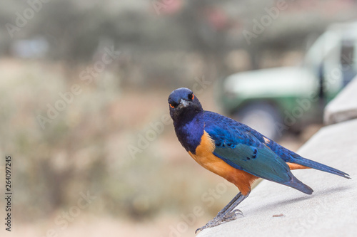 A colorful Superb Starling in Tanzania s Ngorongoro Crater
