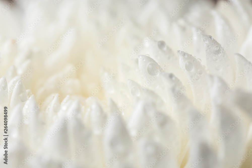 Beads of water on petals