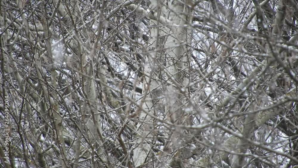 Snowing over tree branches, cold weather close to the holidays Snowing over tree branches, cold weather close to the holidays