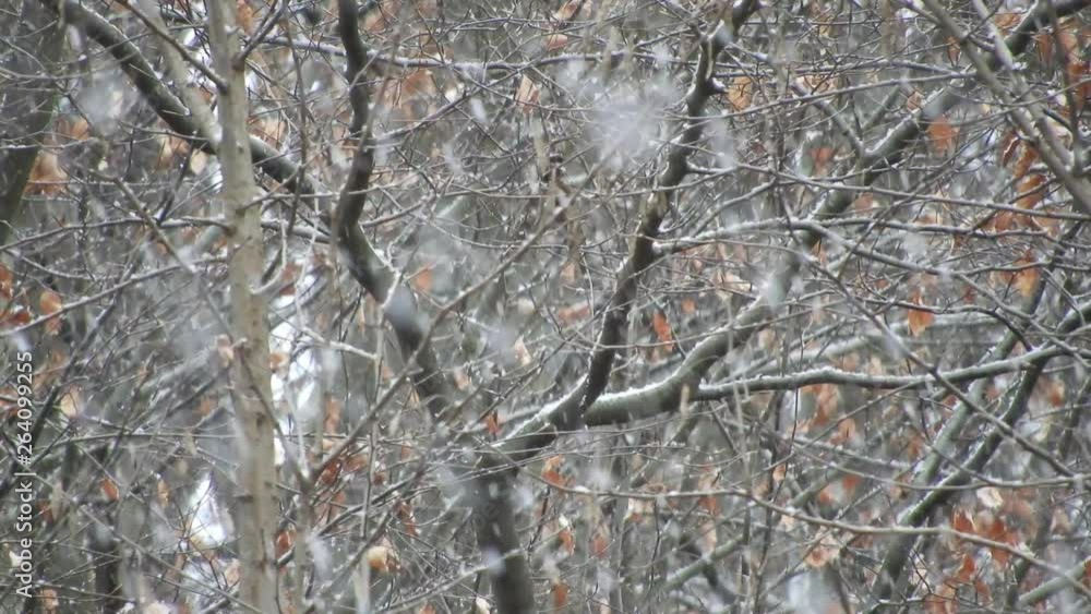 Snowing over tree branches, cold weather close to the holidays Snowing over tree branches, cold weather close to the holidays