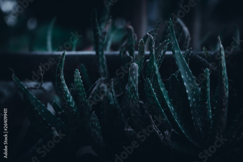 Aloe Vera, dark tone