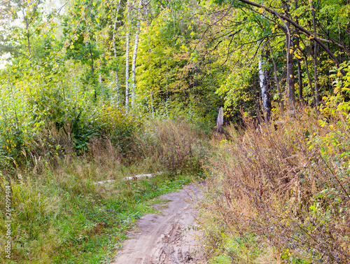 walkway lane path through the forest at summer. background, nature