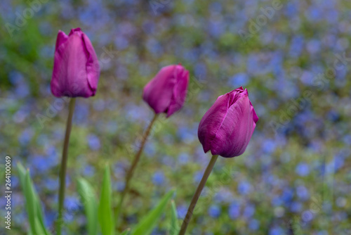 Portrait of thee purple tulips growing in a home garden against a background of blue veronica speedwell groundcover plants, springtime in the Pacific Northwest