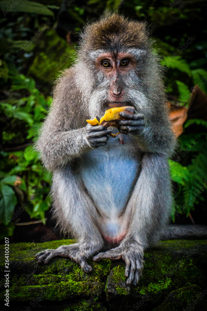 A Wild Monkey Easts A Banana in the Monkey Temple of Ubud, Bali, Indonesia A Wild Monkey Easts A Banana in the Monkey Temple of Ubud, Bali, Indonesia