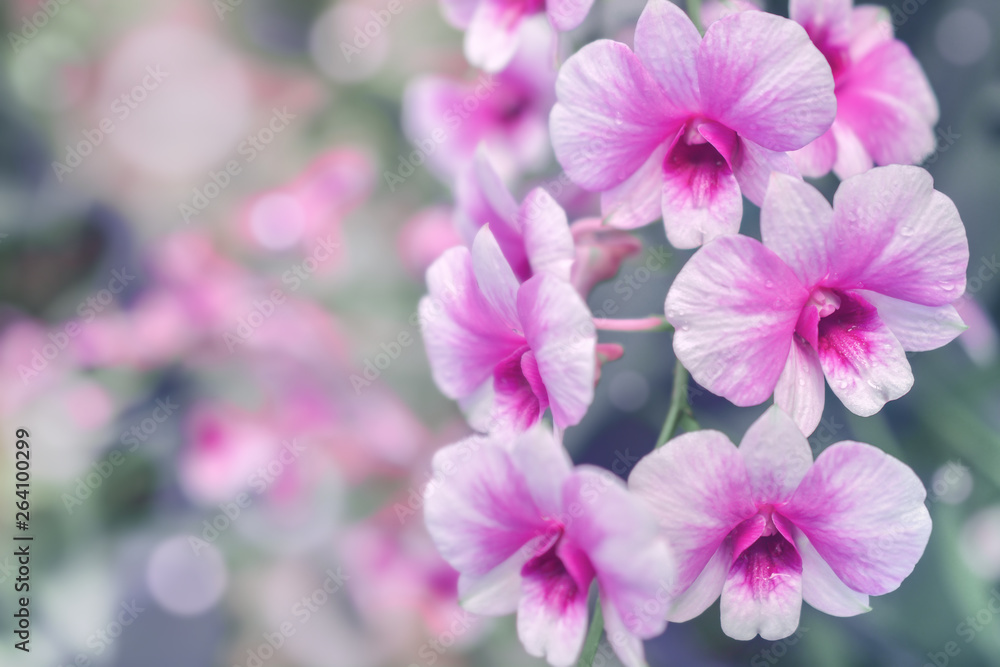 Nature background of purple orchid flowers in the garden during summer day with sunlight and blur bokeh background. Nature background of purple orchid flowers in the garden during summer day with sunlight and blur bokeh background.