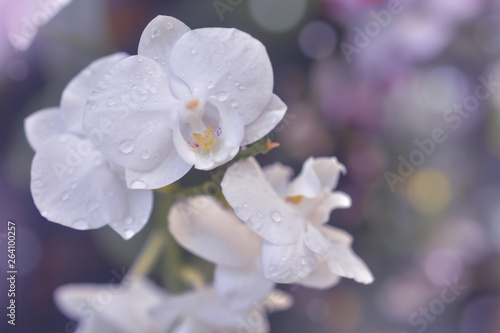 Nature background of white orchid flowers in the garden during summer day with sunlight and blur bokeh background. © mamsizz